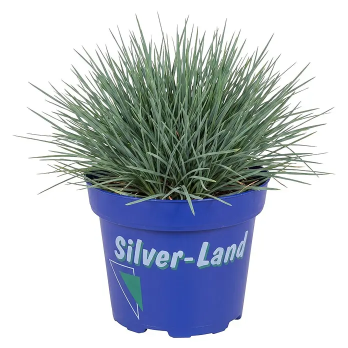 Piardino Pflanzen-Mix - Topfgröße: 11 cm - Blaugrünes Ziergras in einem blauen Plastiktopf mit „Silver-Land“-Aufschrift.