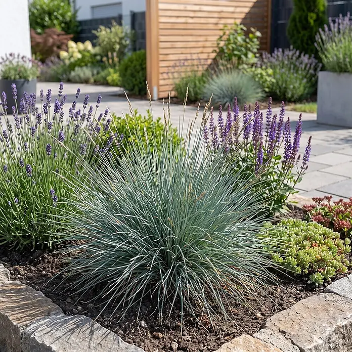 Piardino Pflanzen-Mix - Topfgröße: 11 cm - Blaues Schwingelgras, Lavendel und lila Salbei gedeihen in einem modernen Gartenbeet mit Steinrand und weiteren Pflanzen.