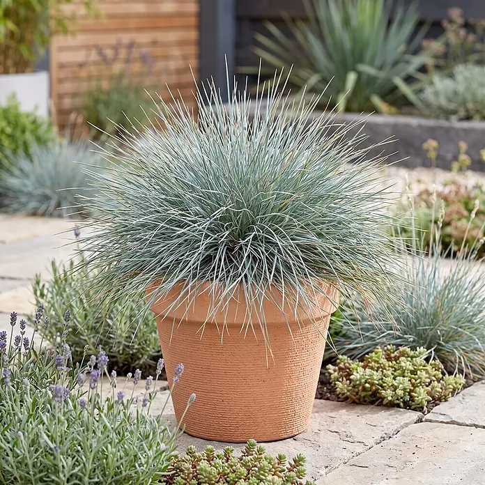 Piardino Pflanzen-Mix - Topfgröße: 11 cm - Topf-Blauschwingel in einem Terrakottatopf, im Freien auf Steinplatten platziert.