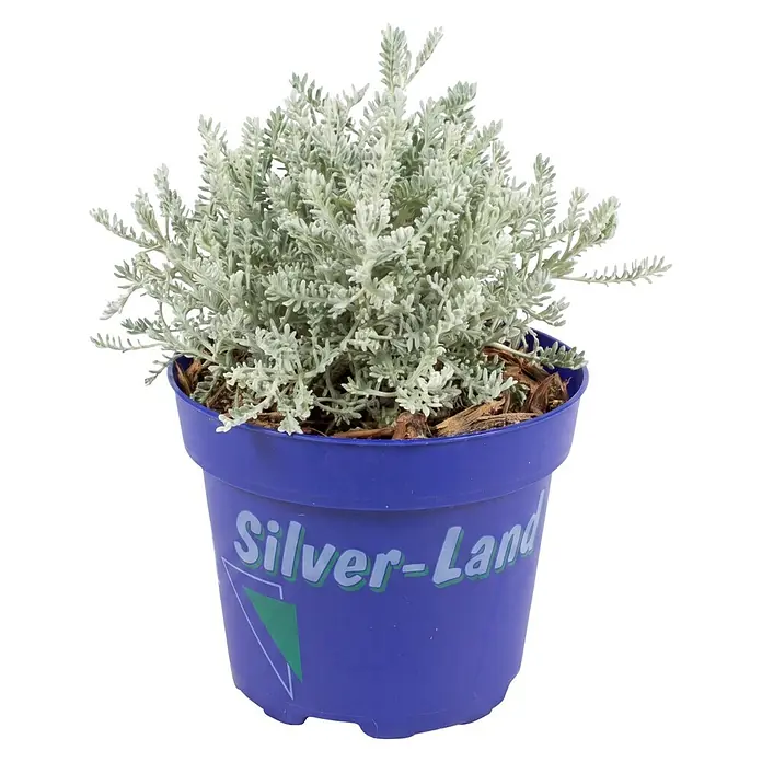 Piardino Pflanzen-Mix - Topfgröße: 11 cm - Silbergraue Blattpflanze im lila Topf mit „Silver-Land“-Aufschrift.