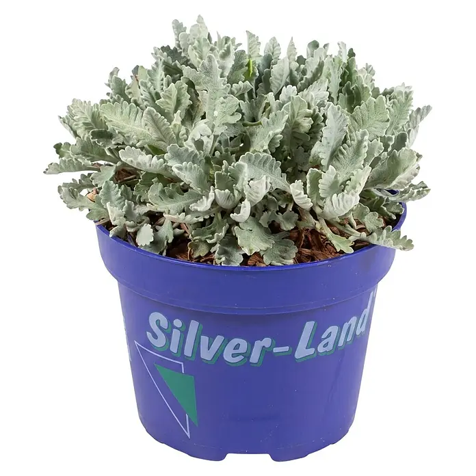 Piardino Pflanzen-Mix - Topfgröße: 11 cm - Topfpflanze mit silbrig-grünen, flaumigen Blättern in einem lila Topf mit der Aufschrift 'Silver-Land'.