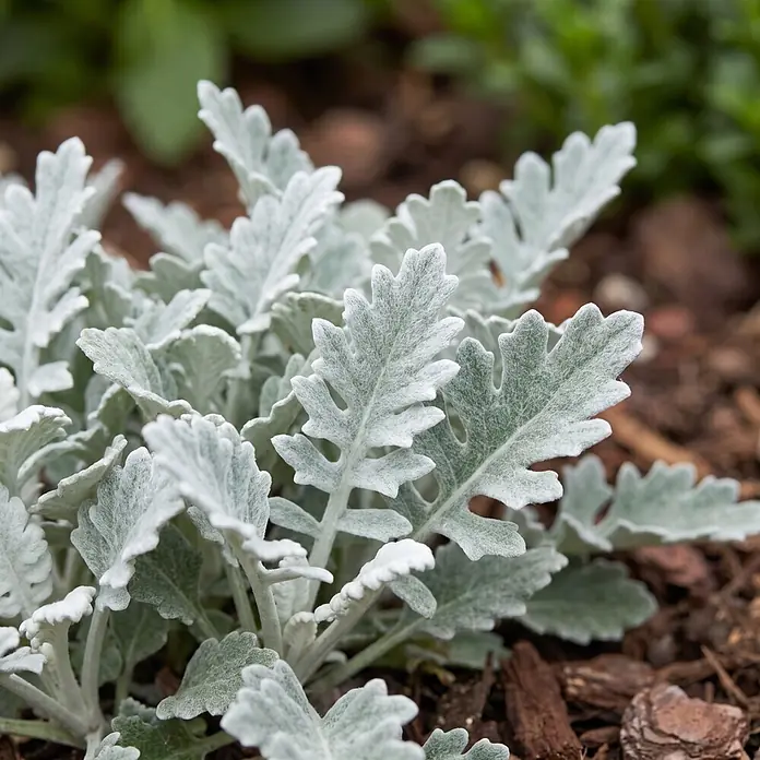 Piardino Pflanzen-Mix - Topfgröße: 11 cm - Nahaufnahme einer silbrig-weißen, filzigen Greiskrautpflanze mit tief gelappten Blättern im Garten.