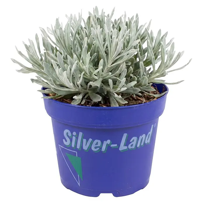 Piardino Pflanzen-Mix - Topfgröße: 11 cm - Eine silbergraue Topfpflanze in einem lila Plastiktopf mit der Aufschrift „Silver-Land“.