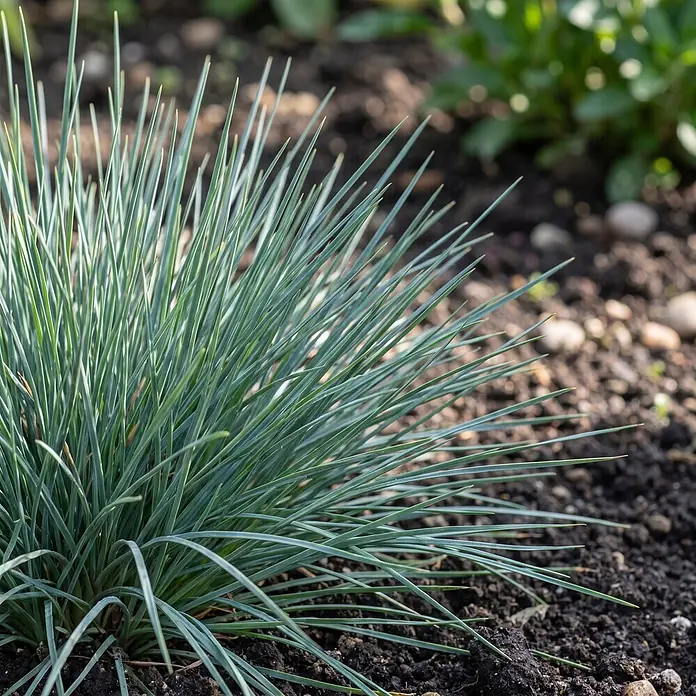 Piardino Pflanzen-Mix - Topfgröße: 11 cm - Nahaufnahme eines blaugrünen Ziergrases mit spitzen Blättern, das in dunkler Erde in einem Gartenbeet wächst.