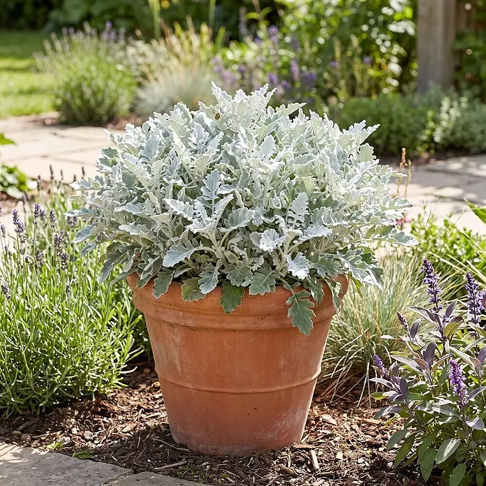 Piardino Pflanzen-Mix - Topfgröße: 11 cm - Silbrig-weiße Cineraria-Pflanze in einem klassischen Terrakottatopf, in einem sonnigen Garten platziert.