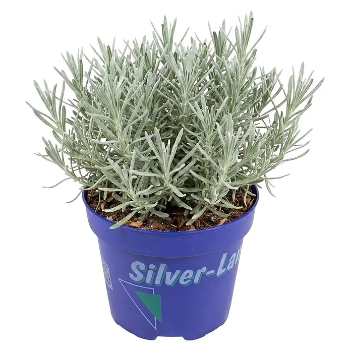 Piardino Pflanzen-Mix - Topfgröße: 11 cm - Topfpflanze mit silbernem Laub in einem lila Topf.
