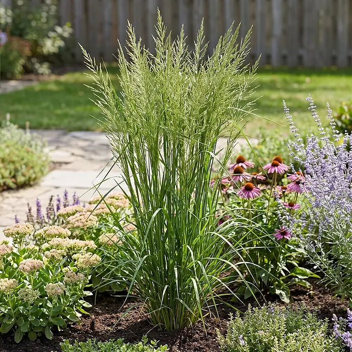 Piardino Ziergras Ruten-Hirse - Panicum virgatum 'Northwind', Topfgröße: 10 cm - Hellgrünes Ziergras mit federartigen Rispen in einem Gartenbeet mit anderen Blumen.