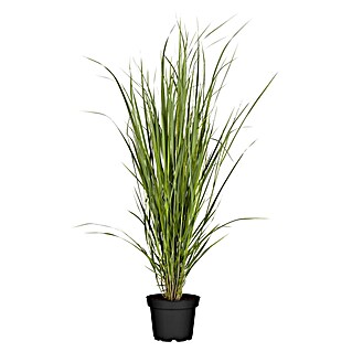 Piardino Ziergras Ruten-Hirse (Panicum virgatum 'Northwind', Topfgröße: 10 cm)