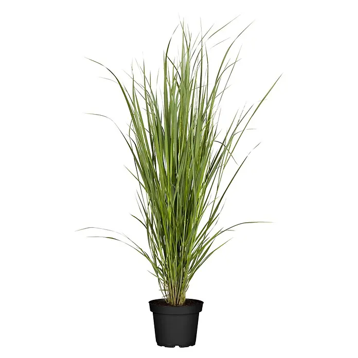 Piardino Ziergras Ruten-Hirse - Panicum virgatum 'Northwind', Topfgröße: 10 cm - Hohe grüne grasähnliche Pflanze in einem schwarzen Plastiktopf.