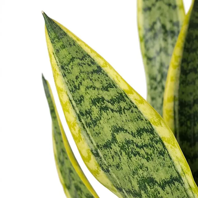 Piardino Bogenhanf - Sansevieria trifasciata, Topfgröße: 21 cm, Gelb-Grün - Grün und gelb gemustertes Sansevieria-Blatt.