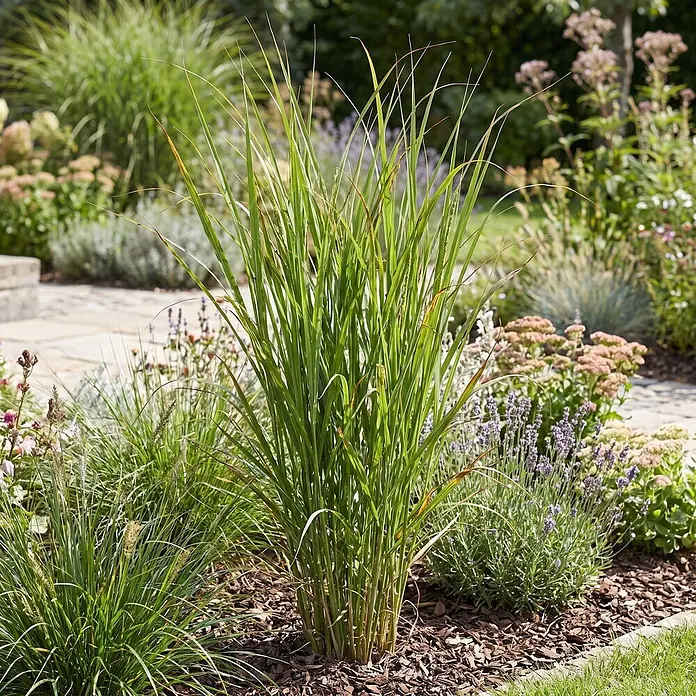 Piardino Ziergras Ruten-Hirse - Panicum virgatum 'Northwind', Topfgröße: 10 cm - Hohes grünes Ziergras mit braunen Spitzen in einem Gartenbeet mit Rindenmulch, umgeben von Lavendel und Sedum, neben einem Steinweg.