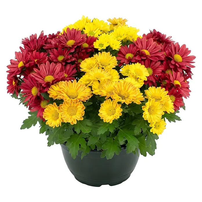 Piardino Herbst-Chrysantheme - Dendranthema indicum 'Swifty' (syn. Chrysanthemum indicum), Topfgröße: 17 cm, Sortenabhängig - Topfpflanze mit leuchtend roten und gelben Chrysanthemenblüten und grünen Blättern in einem dunkelgrünen Topf.