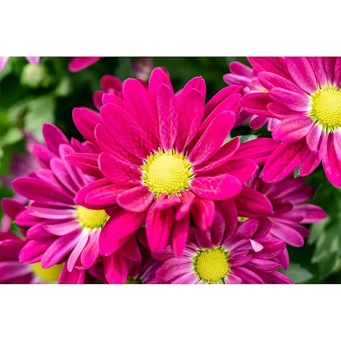 Piardino Herbst-Chrysantheme - Dendranthema indicum 'Swifty' (syn. Chrysanthemum indicum), Topfgröße: 17 cm, Sortenabhängig - Nahaufnahme lebendiger, magentafarbener Chrysanthemen mit leuchtend gelben Mitten, die ihre detaillierten Blütenblätter zeigen.