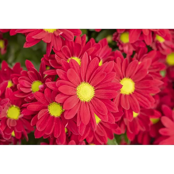 Piardino Herbst-Chrysantheme - Dendranthema indicum 'Swifty' (syn. Chrysanthemum indicum), Topfgröße: 17 cm, Sortenabhängig - Nahaufnahme leuchtend roter, margeritenähnlicher Blüten mit gelben Zentren, dicht beieinander.
