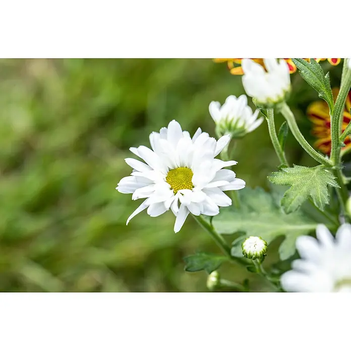 Piardino Herbst-Chrysantheme - Dendranthema indicum 'Swifty' (syn. Chrysanthemum indicum), Topfgröße: 17 cm, Sortenabhängig - Eine weiße Chrysanthemenblüte mit gelber Mitte, mit anderen Blüten und Knospen.