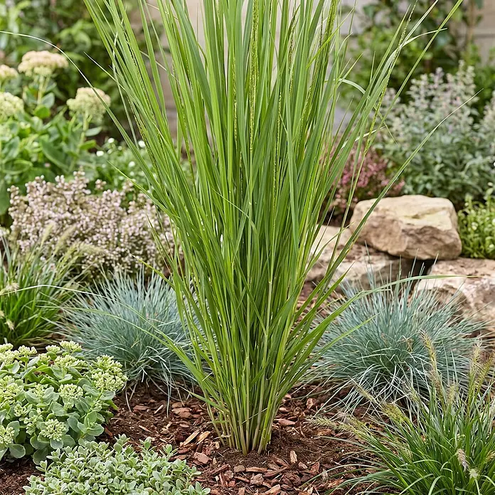 Piardino Ziergras Ruten-Hirse - Panicum virgatum 'Northwind', Topfgröße: 10 cm - Hohes grünes Ziergras in einem Garten mit Mulch und anderen Pflanzen gepflanzt.