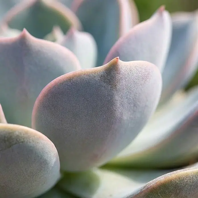 Piardino Echeverie - Echeveria agavoides 'Grande Cinza', Topfgröße: 12 cm, Silbergrau mit rötlich-pinken Spitzen - Nahaufnahme einer Sukkulente mit dicken, pudrigen hellblau-grünen Blättern und rötlichen Spitzen.