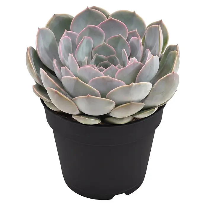 Piardino Echeverie - Echeveria agavoides 'Grande Cinza', Topfgröße: 12 cm, Silbergrau mit rötlich-pinken Spitzen - Sukkulente mit grau-grünen, rosa umrandeten Rosettenblättern in einem schwarzen Topf.