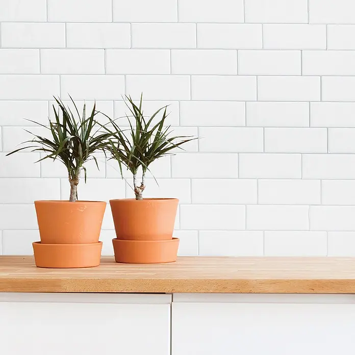 Smart Tiles Selbstklebemosaik Metro - 29,34 x 21,28 cm, Campagnola, Glänzend - Zwei kleine Pflanzen in Terrakottatöpfen mit Untersetzern stehen auf einer hellen Holztheke.