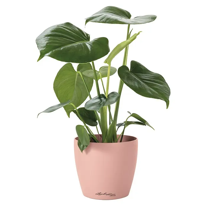 Lechuza Übertopf rund Deco - Außenmaß (Ø x H): 42 x 39,5 cm, Kunststoff, Rosa - Grüne Zimmerpflanze im rosafarbenen Lechuza DECO Pflanzgefäß.