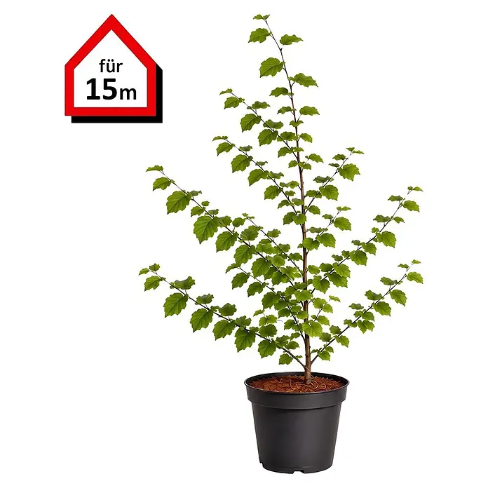 Piardino Rotbuche - Aktuelle Wuchshöhe: 80 cm - 100 cm, Fagus sylvatica, 75 Stk. - Informationsansicht