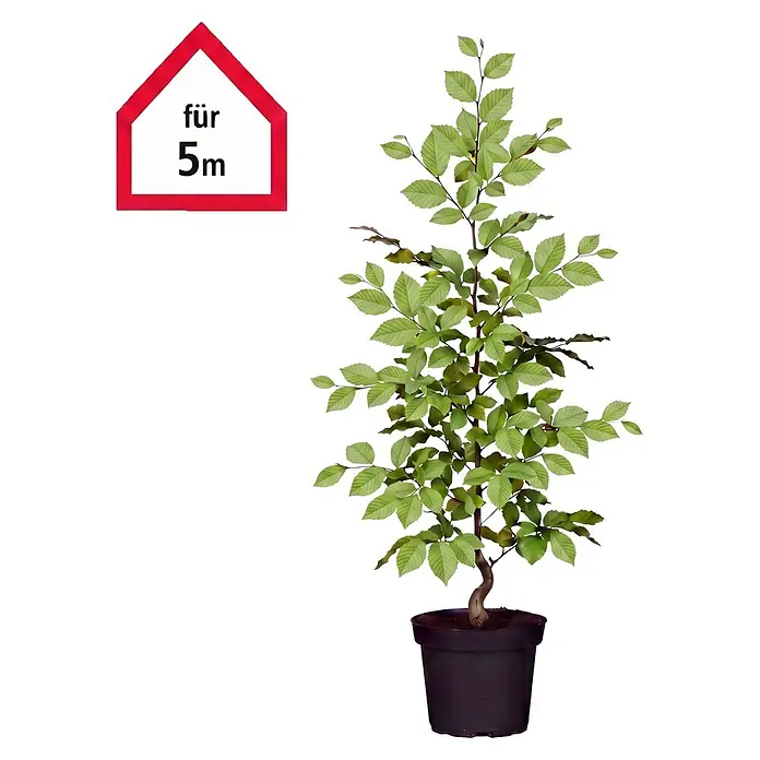 Piardino Hainbuche - 80 cm - 100 cm, Carpinus betulus, 25 Stk. - Informationsansicht