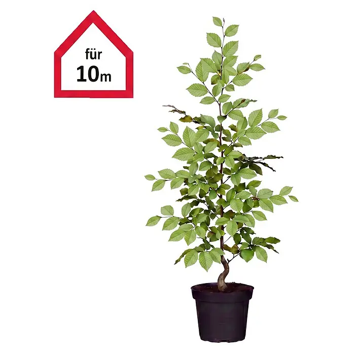 Piardino Hainbuche - 80 cm - 100 cm, Carpinus betulus, 50 Stk. - Informationsansicht