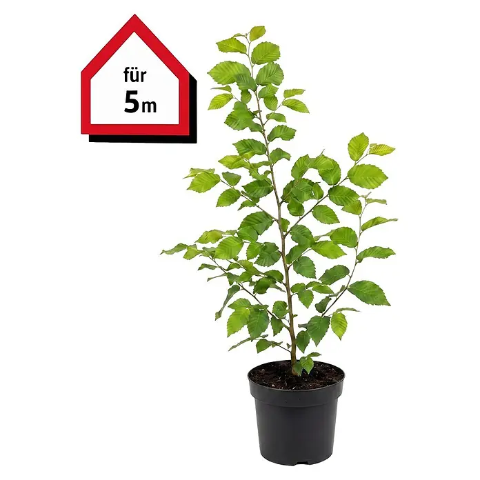 Piardino Hainbuche - Aktuelle Wuchshöhe: 60 cm - 80 cm, Carpinus betulus, 25 Stk. - Informationsansicht