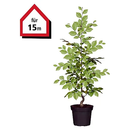 Piardino  Hainbuche