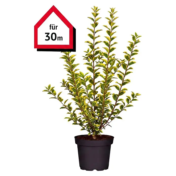 Piardino Liguster Aureum - Aktuelle Wuchshöhe: 60 cm - 80 cm, Ligustrum ovalifolium 'Aureum', 150 Stk. - Vorderansicht