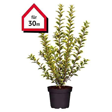 Piardino  Liguster Aureum
