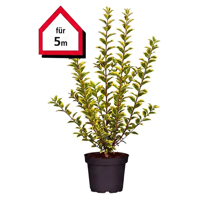 Piardino Liguster Aureum - Aktuelle Wuchshöhe: 60 cm - 80 cm, Ligustrum ovalifolium 'Aureum', 25 Stk. - Vorderansicht