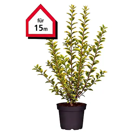 Piardino  Liguster Aureum
