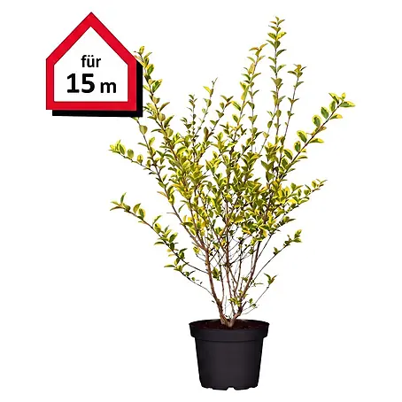Piardino  Liguster Aureum