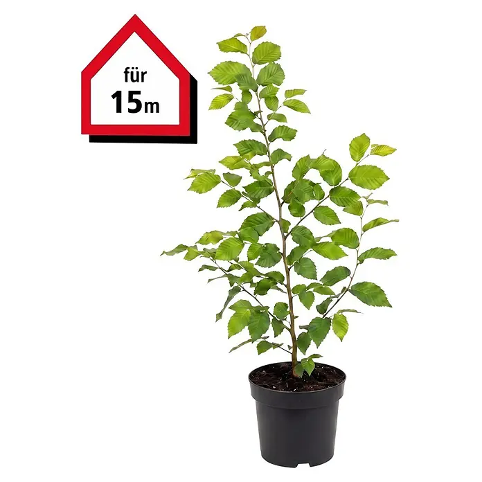 Piardino Hainbuche - Aktuelle Wuchshöhe: 60 cm - 80 cm, Carpinus Betulus, 75 Stk. - Topf-Jungpflanze mit grünen Blättern im schwarzen Topf und einem „für 15m“-Schild.