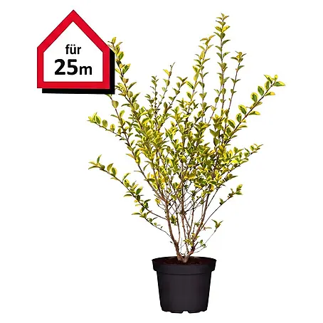 Piardino  Liguster Aureum