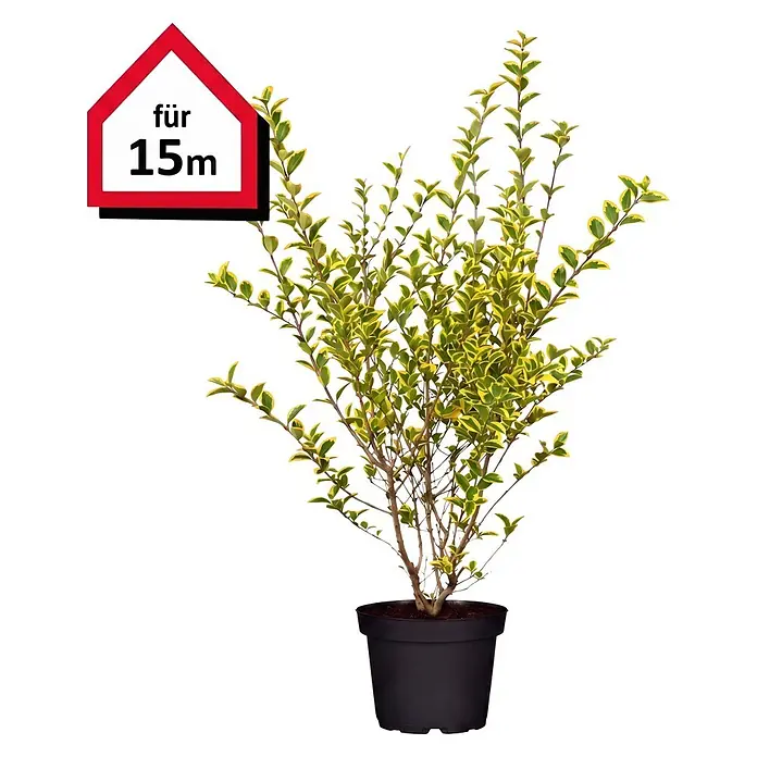Piardino Liguster Aureum - Aktuelle Wuchshöhe: 80 cm - 100 cm, Ligustrum ovalifolium 'Aureum', 60 Stk. - Vorderansicht