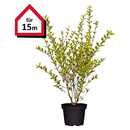 Piardino  Liguster Aureum