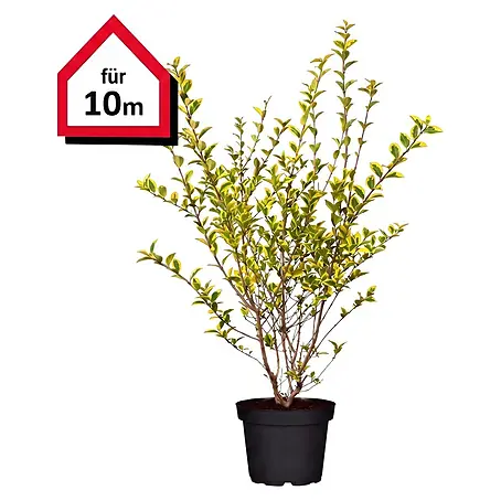Piardino  Liguster Aureum