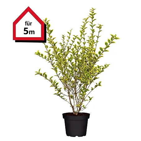 Piardino  Liguster Aureum