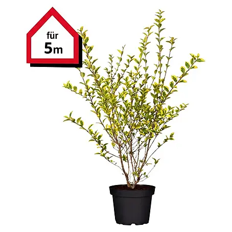 Piardino  Liguster Aureum