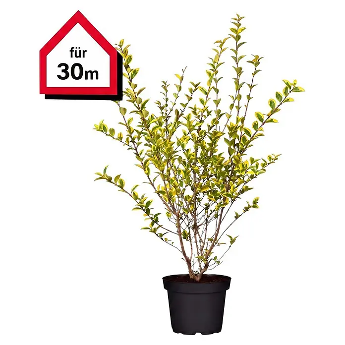 Piardino Liguster Aureum - Aktuelle Wuchshöhe: 100 cm - 125 cm, Ligustrum ovalifolium 'Aureum', 75 Stk. - Vorderansicht