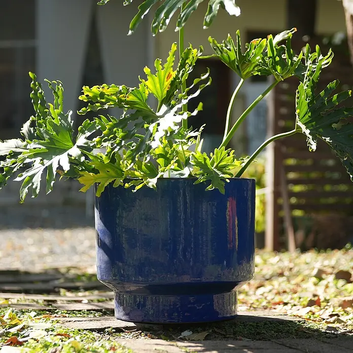 SONNENH Pflanztopf - Keramik, Blau - Glänzender blauer Keramikpflanztopf mit grüner Pflanze auf einem Gartenweg in der Sonne.