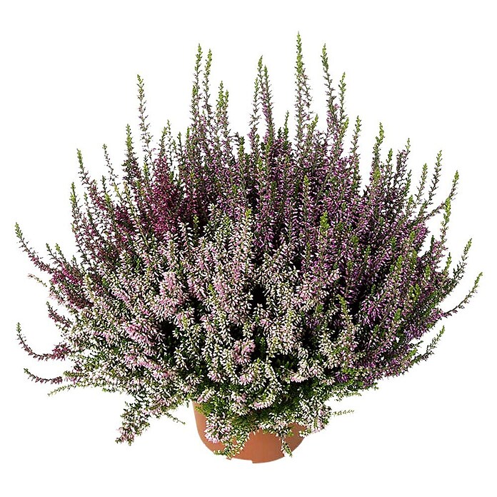 Calluna vulgaris 17 Trio Girls 3 Farben