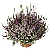 Calluna vulgaris 17 Trio Girls 3 Farben