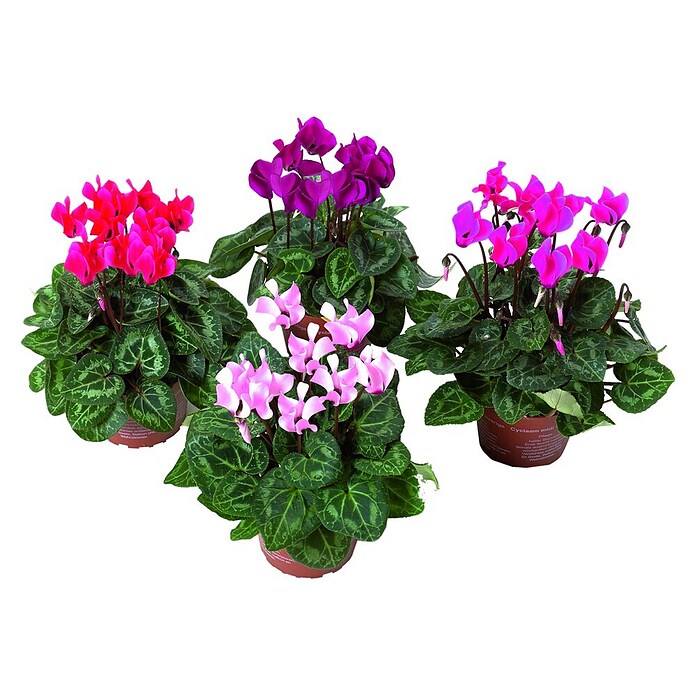 Cyclamen persicum 12i.F. gem.