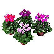 Cyclamen persicum 12i.F. gem.