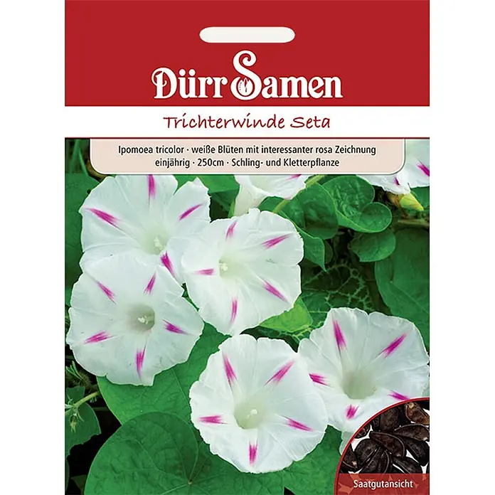 Dürr Samen Trichterwinde Seta weiß mit rosa Zeichnung 250 cm -  - Dürr Samen Trichterwinde Seta Samenpackung mit weißen Ipomoea Blüten und rosa Zeichnung, Kletterpflanze, inkl. Saatgutansicht.