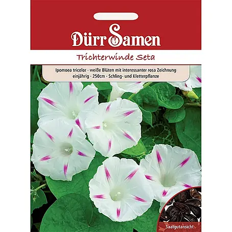 Dürr Samen Trichterwinde Seta weiß mit rosa Zeichnung 250 cm