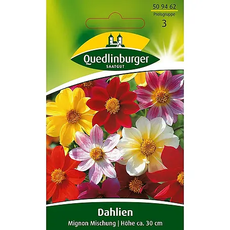 Quedlinburger SAATGUT  Blumensamen Dahlie